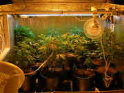 Day24veg-6.jpg