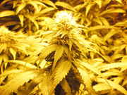 cannabis_433.jpg
