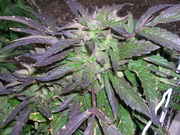 DSCN4480.jpg
