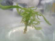 DSCF1138.jpg