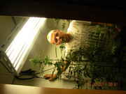 DSCN2084.jpg
