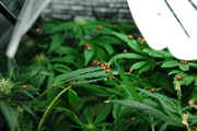ladybugschop_022.jpg