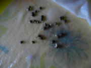 DSCN08121.jpg