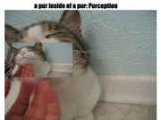 purception_copy.jpg