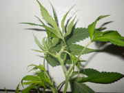 flowers_001.jpg