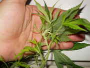 flowers_003.jpg