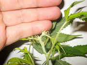 flowers_004.jpg