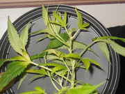 Flowers_002.jpg