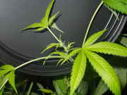 Flowers_005.jpg