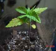 ak47-04-leaves_001.jpg
