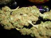 mybud_003.jpg