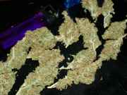 mybud_004.jpg