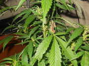 The_lizard_002.jpg
