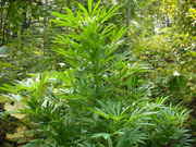 DSCN2218.jpg