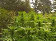 IMG_20110905_154853.jpg