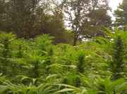 IMG_20110905_154839.jpg