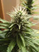 Iced Grapefruit 150w Grow (finished 11/14) - Grow Journals - Growery ...