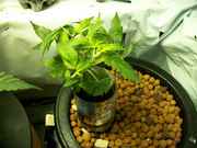 newbabies_001.jpg