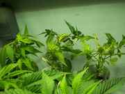 newbabies_005.jpg
