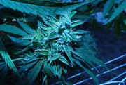 CaliMist_003.jpg