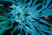 CaliMist_006.jpg