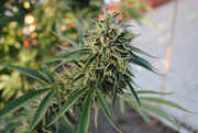 CaliMist_023.jpg