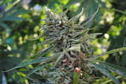 CaliMist_032.jpg