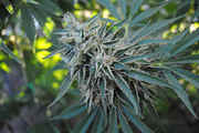 CaliMist_033.jpg