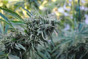 CaliMist_038.jpg