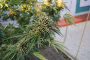 CaliMist_047.jpg