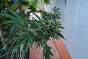 CaliMist_057.jpg