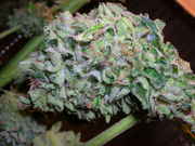 CaliMist_065.jpg