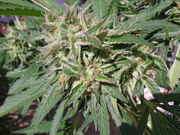 CaliMist_071.jpg