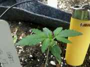WhatsGrowingOn_023.jpg