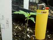 WhatsGrowingOn_022.jpg