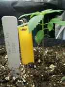WhatsGrowingOn_021.jpg
