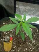WhatsGrowingOn_019.jpg