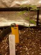 WhatsGrowingOn_017.jpg