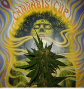 cannabis_cup.png