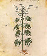Cannabissativadior.jpg