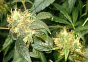 Update_Day_56_0051.jpg