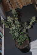SDG_078.jpg