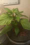 IMAG0304.jpg