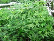 Flower_Update_001.jpg