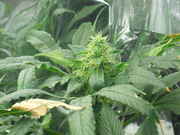 Day_42_Update_005.jpg
