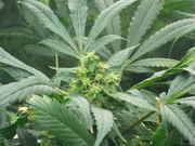 Day_42_Update_006.jpg