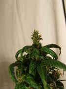 DSCF2035.jpg