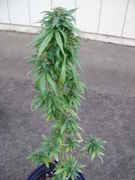 Droopy_-_Dec_12.jpg