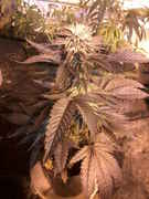 6_weeks_009.jpg