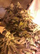 6_weeks_020.jpg